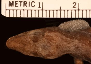 Media type: image;   Herpetology R-180575